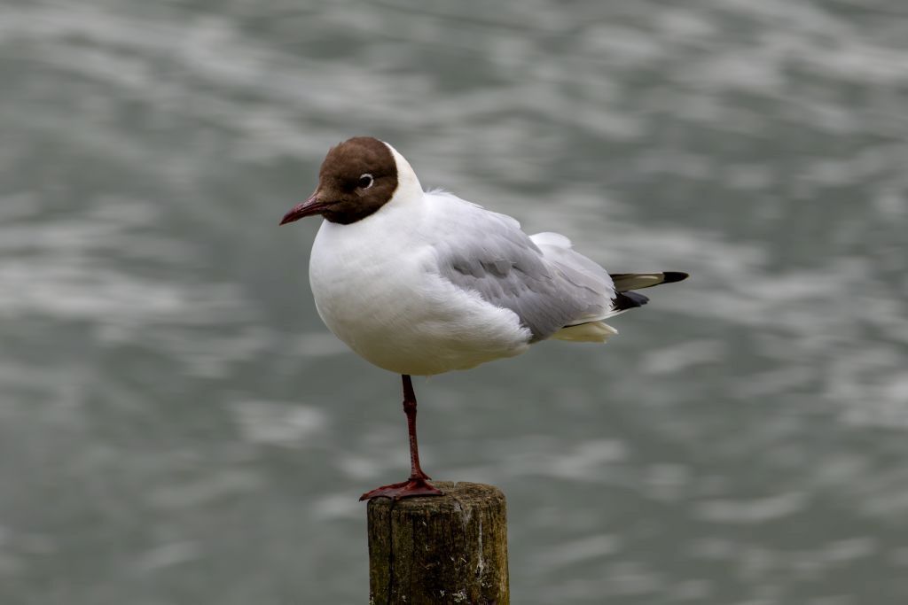 Black-headed Gull (Chroicocephalus ridibundus) Summer